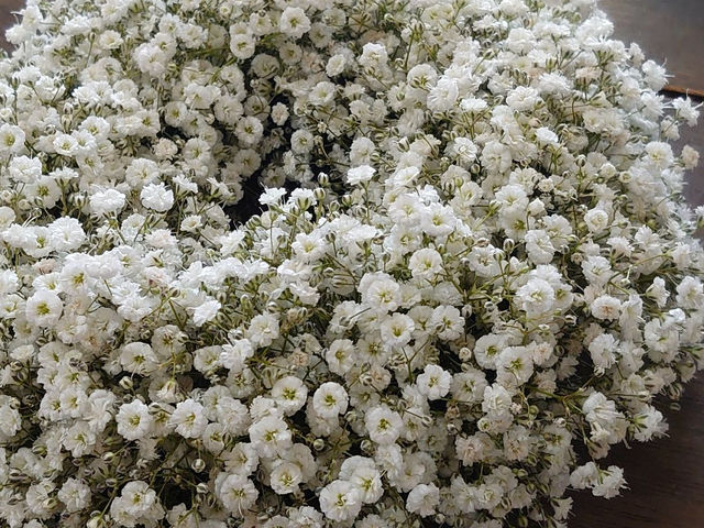 たっぷりのカスミソウを使用したリース_花装飾ラデュレ