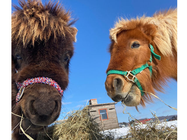 冬になると冬毛でモフモフの馬たち_おひさま牧場