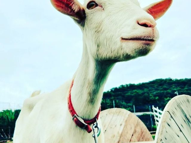 ユキとナツ(ヤギさん)がお出迎え。_あしかがブルーベリー感動農園