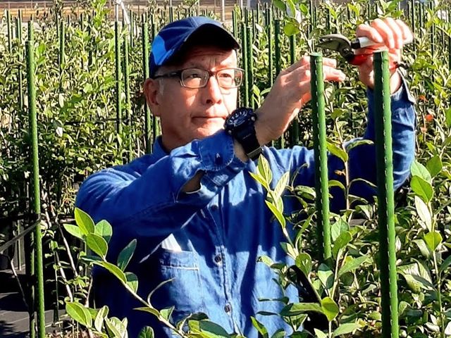 剪定作業を実施する園主(顔が怖い〜)_甲斐こまベリーファーム