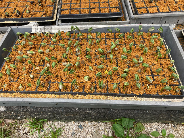 枝豆の植え付け準備しています
6月下旬に植え付けると10月中旬から収穫できます。_京ら屋