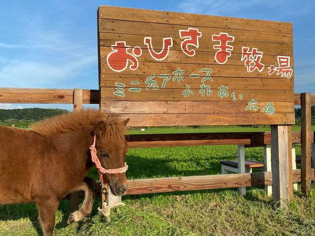 おひさま牧場 ミニチュアホースふれあい広場