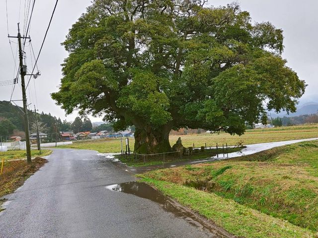山宮阿弥陀森大タブノキ