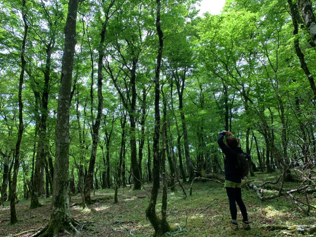 TRAIL HIKES (トレイル ハイクス)