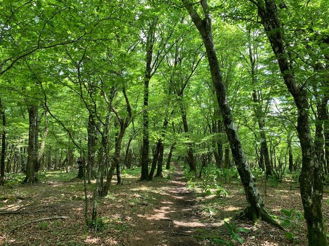 一面の緑とマイナスイオン_TRAIL HIKES (トレイル ハイクス)
