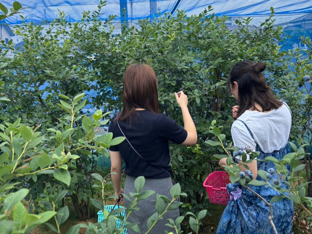 二の宮ブルーベリーあらい