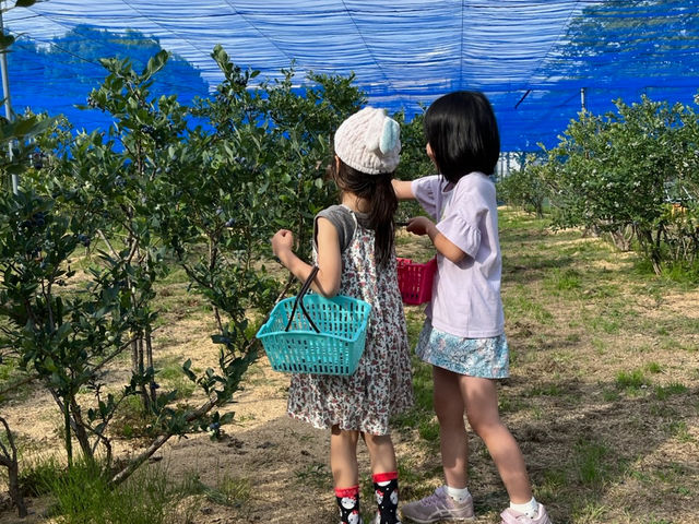 二の宮ブルーベリーあらい