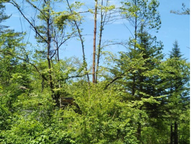 スウィートクローバー北軽井沢