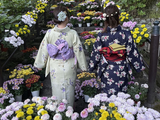 10月ごろ菊回廊
紅葉が色づく前から嵐の坂は菊の花で美しく染まっています_奈良長谷寺きものレンタル