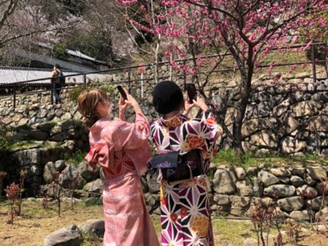 大和路の「花の御寺」は、四季折々のお花が楽しめます。_奈良長谷寺きものレンタル