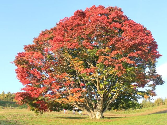 七色大かえで(池田町)の紅葉の写真1