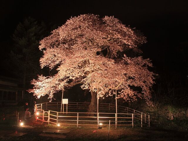 幌萌町の大桜_幌萌町の大桜