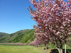 飛騨あさひ桜めぐりの写真1