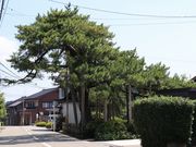 巴御前松公園の写真1