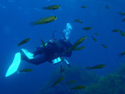 フロスダイビング&リゾートの写真2