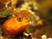 フロスダイビング&リゾートの写真3