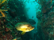 フロスダイビング&リゾートの写真4