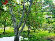 さくらんぼ狩り AME38 farm(アメミヤファーム)の写真2
