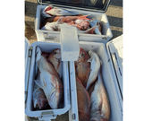 遊漁船 海峰の写真2