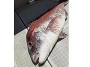 遊漁船 海峰の写真3