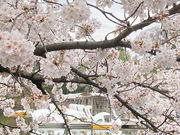 ぴぴ's candleの写真4