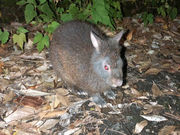 奄美マリンジェットクラブの写真2