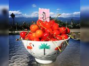 油屋農園の写真3