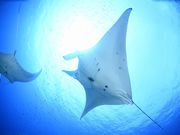 ダイブラティークの写真2