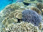 ダイブラティークの写真4