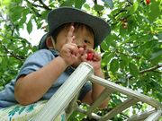 100番園の写真2