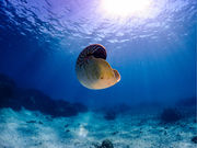 INCHER/インシャーの写真2