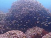 ダイビングサービス ブルースタイル 横浜の写真4