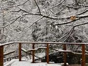 かなかなの写真2