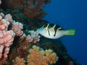 NOAH'S DIVE WAKAYAMAの写真4