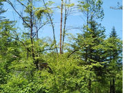 スウィートクローバー北軽井沢の写真4