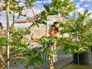 アリスの果実園の写真2