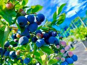 アリスの果実園の写真3