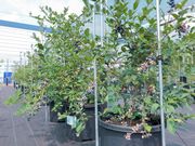 BLUEBERRY FACTORY 岐阜の写真2