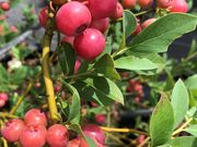 BLUEBERRY FACTORY 岐阜の写真3
