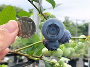 BLUEBERRY FACTORY 岐阜の写真4