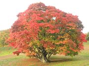 七色大かえで(池田町)の紅葉の写真2