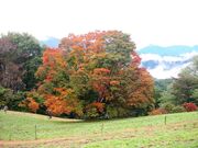 七色大かえで(池田町)の紅葉の写真3