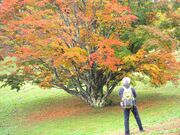 七色大かえで(池田町)の紅葉の写真4