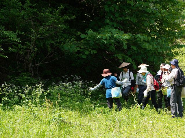 山菜採り体験_特定非営利活動法人 飛騨市・白川郷自然案内人協会
