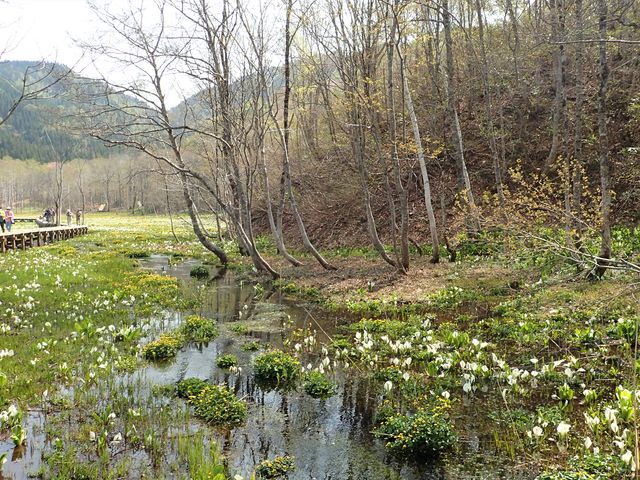 ミズバショウ咲く池ケ原湿原_特定非営利活動法人 飛騨市・白川郷自然案内人協会