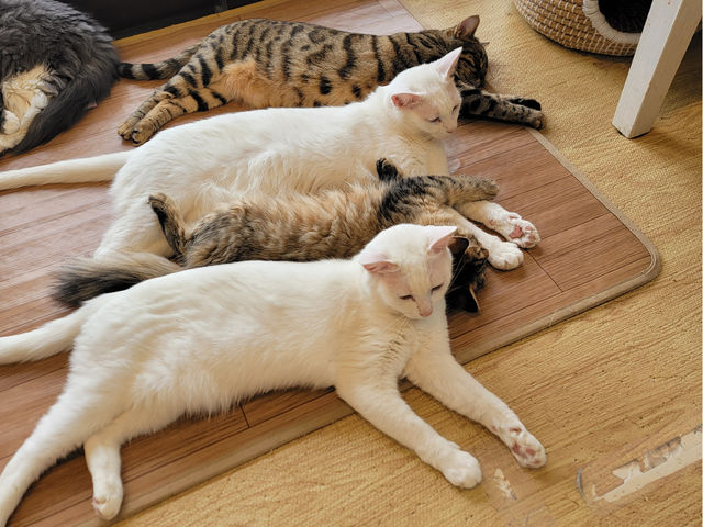 仲良く川の字でお昼寝_Lily Blanc -cat spase-