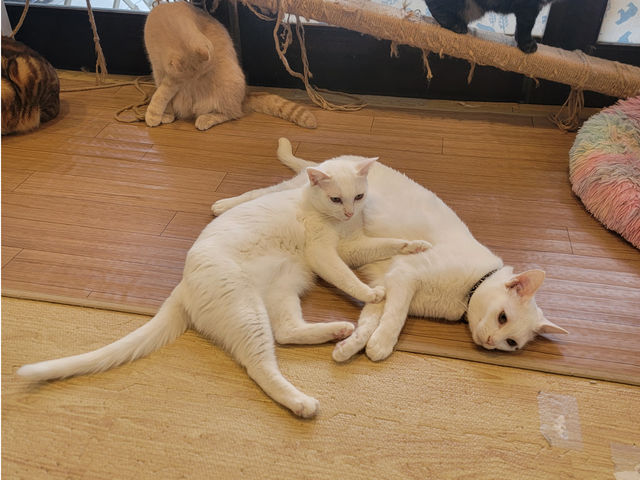 保護猫姉弟スズとラン_Lily Blanc -cat spase-
