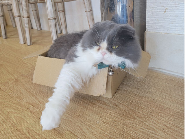当店、最年長スコティッシュフォールドのブル_Lily Blanc -cat spase-
