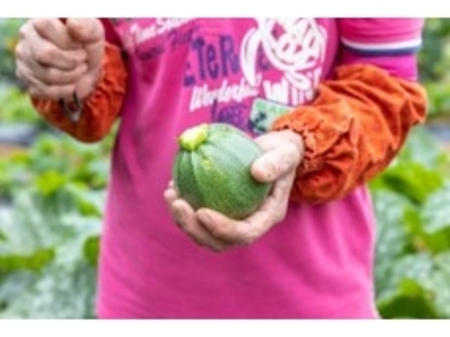 プログラムgC
太陽の光エネルギーをたっぷり浴びておいしく育った旬の野菜を収穫しよう!
_エネIKU2023in玄海唐津~マチまるごと大自然エネルギーパーク
