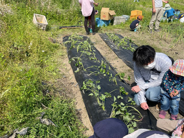夏野菜の植え付け体験の際の
さつまいもを植え付けしている様子。
みんなで畑を耕して畝立てをして、
微生物が分解してくれるマルチを敷いてから植え付けをしています_ぼちぼちファーム